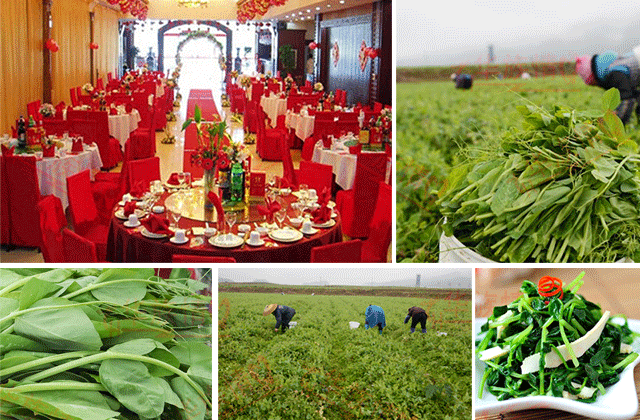 豌豆尖 口口脆 豌豆特鲜嫩 农家传统种植